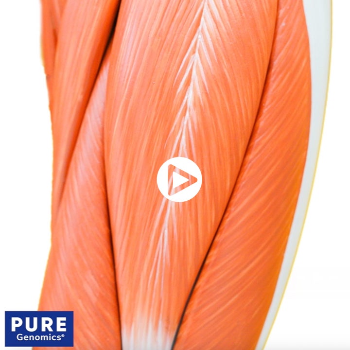 Muscle Soreness Trait Tutorial Thumbnail